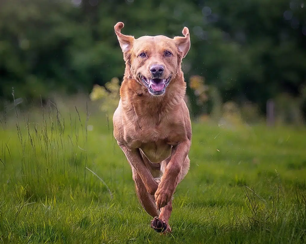 Labrador