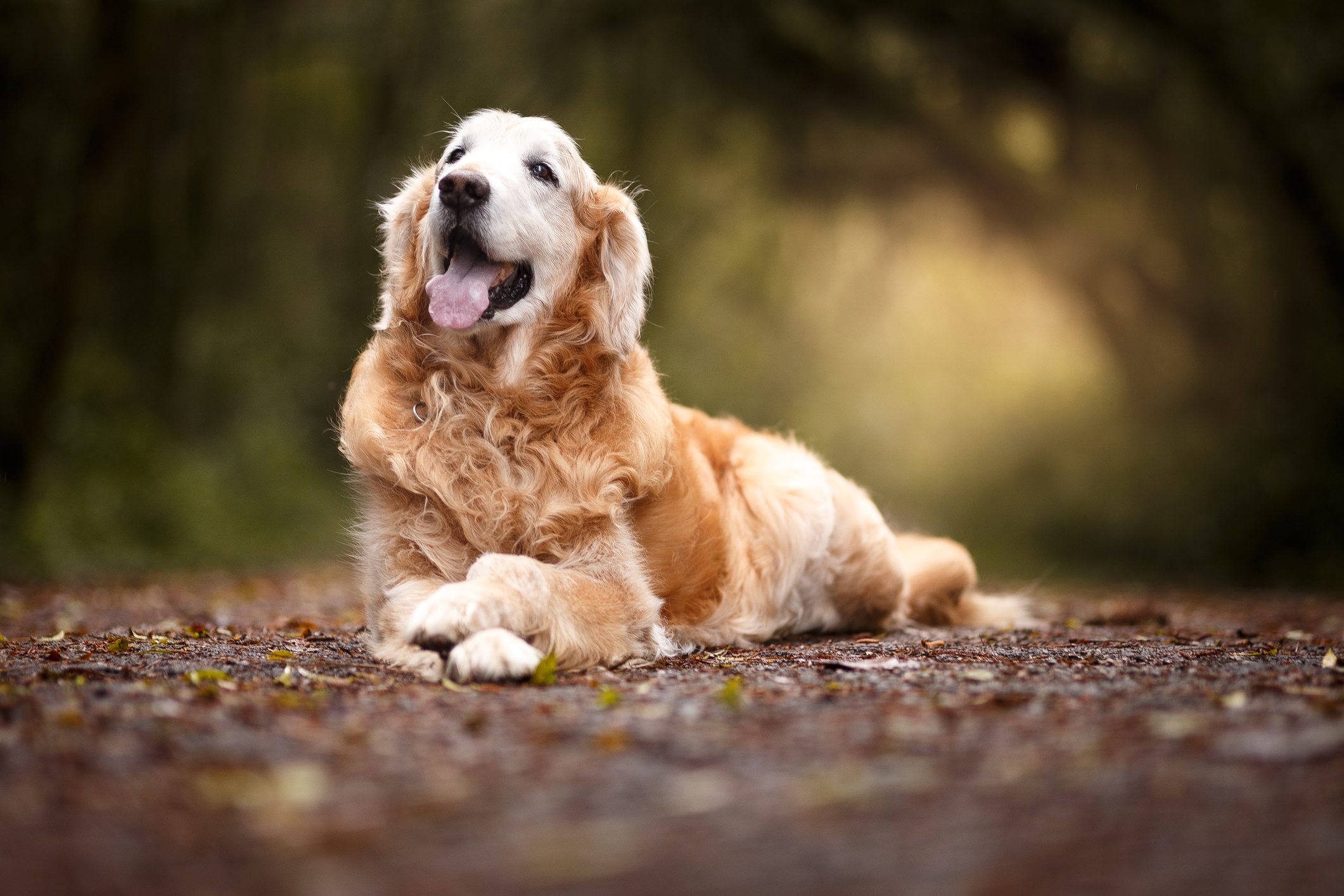 Dog 2